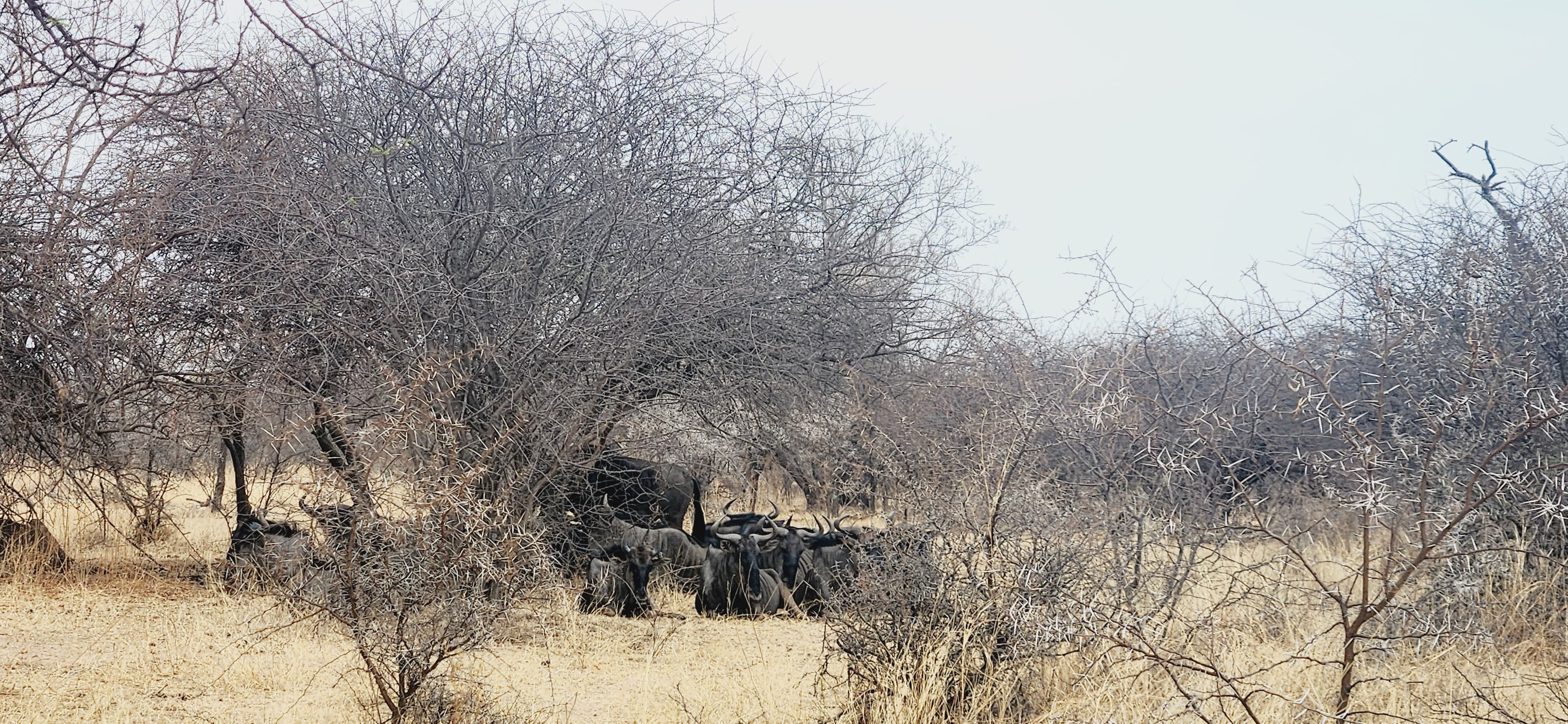 DINOKENG 1.jpg